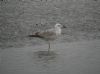 Caspian Gull at Hole Haven Creek (Steve Arlow) (71186 bytes)